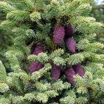 Picea_mariana