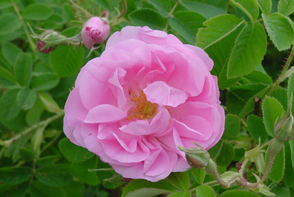 instants mieux-être - Eau florale de rose