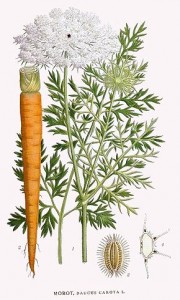 Daucus_Carota