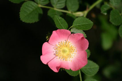 instants mieux-être - l'huile de rose musquée pour les peaux matures